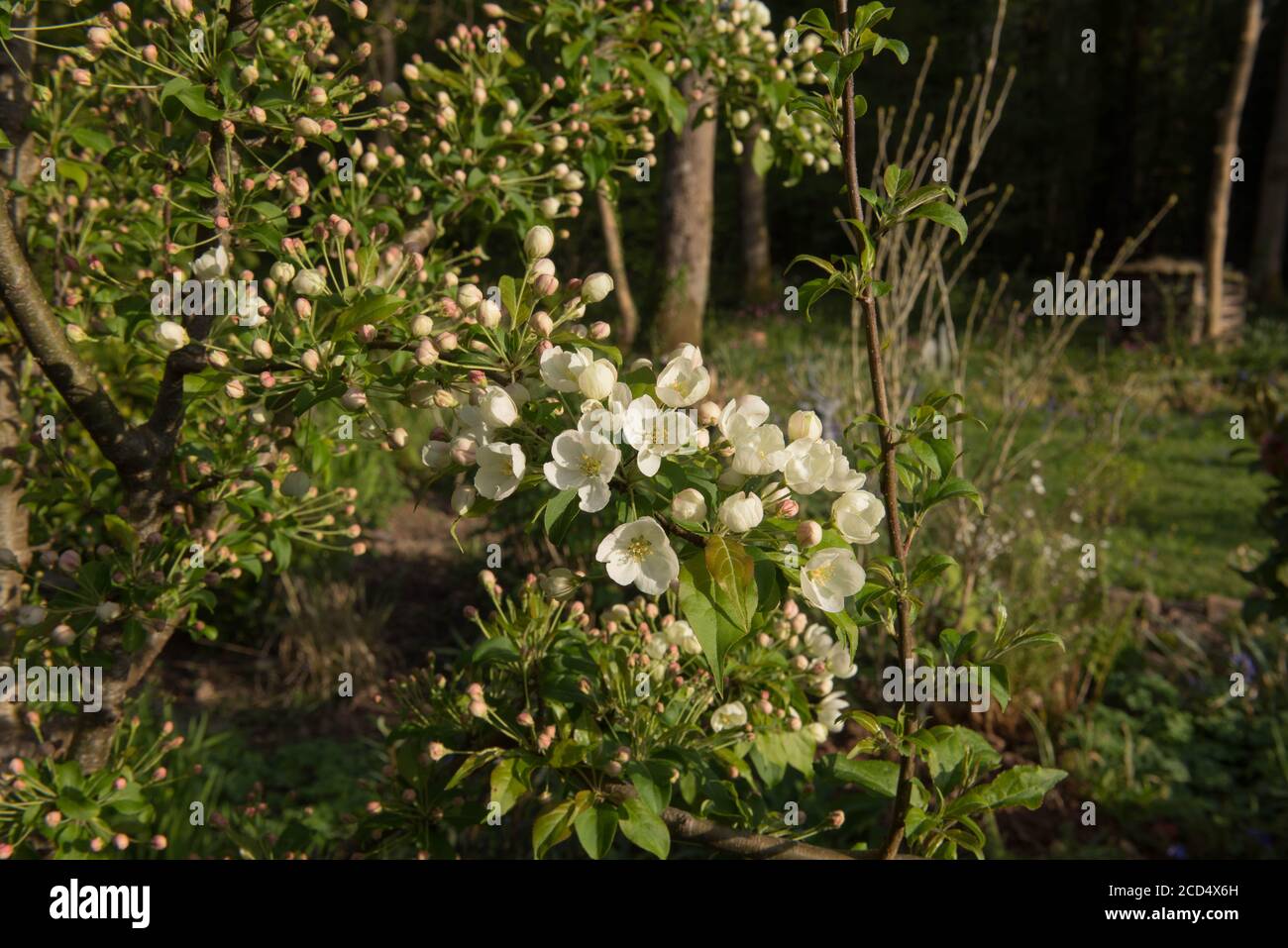 Spring Flowering White Blossom on a Crab Apple Tree (Malus 'Indian Magic') Growing in a Woodland Garden in Rural Devon, England, UK Stock Photo
