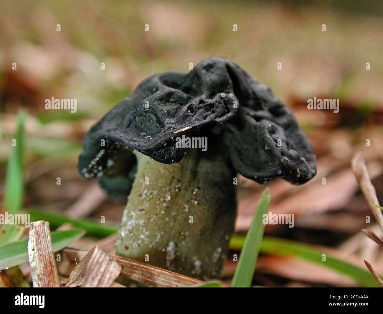 Mushrooms are a form of fungi found in natural settings around the world.  This one is found in a forested area of North Central Florida. Stock Photo