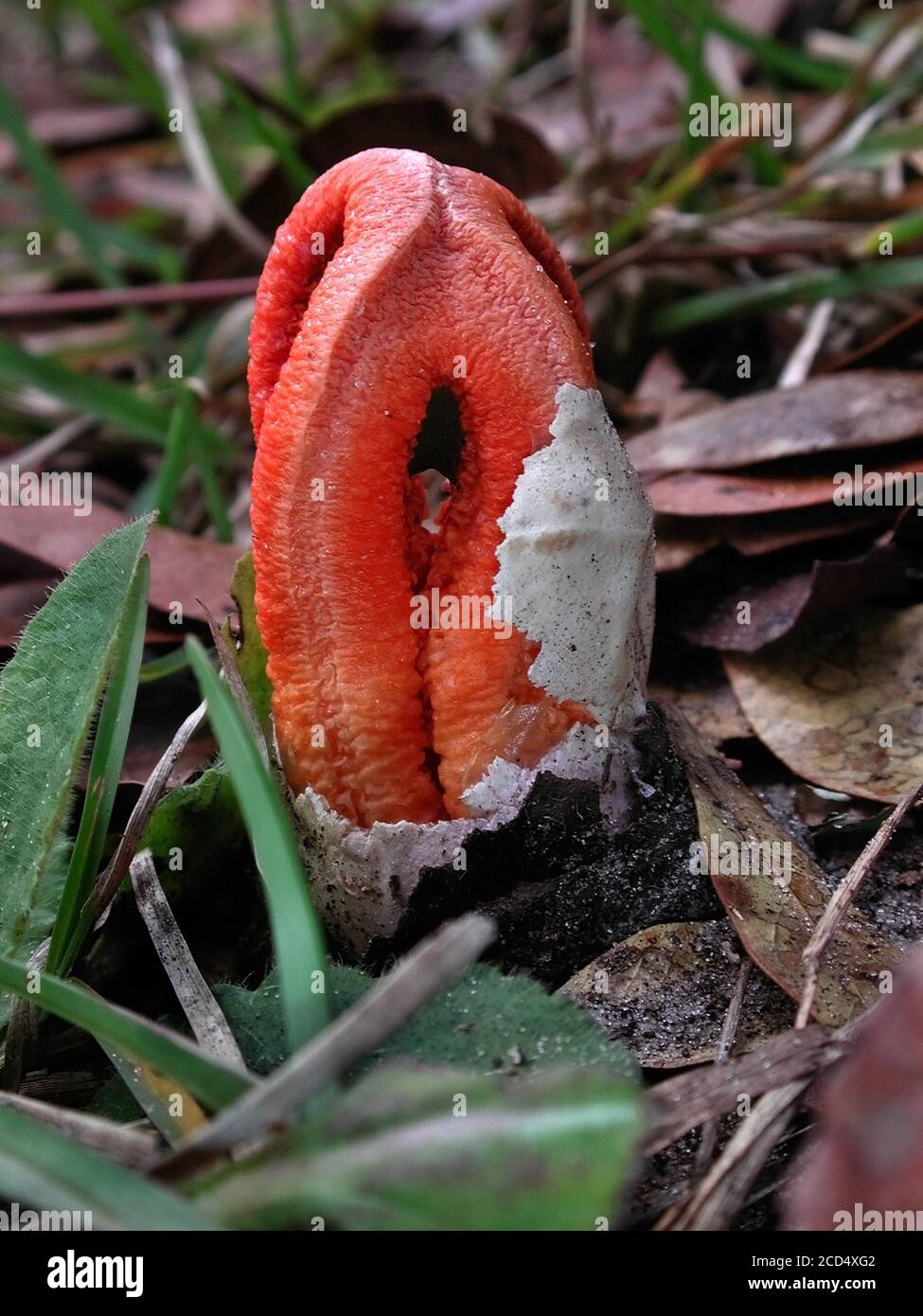 Mushrooms are a form of fungi found in natural settings around the world.  This one is found in a forested area of North Central Florida. Stock Photo