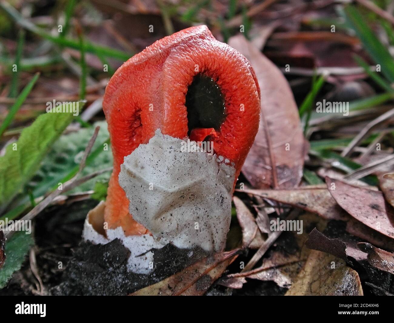 Mushrooms are a form of fungi found in natural settings around the world.  This one is found in a forested area of North Central Florida. Stock Photo