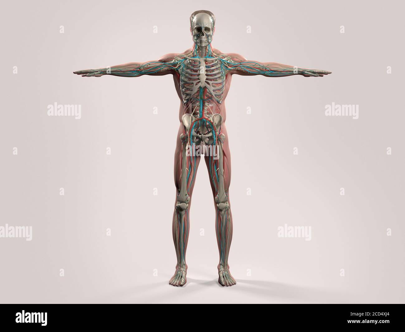 Human Body Anatomy Organs Full Figure High Resolution Stock Photography ... Biology Diagrams