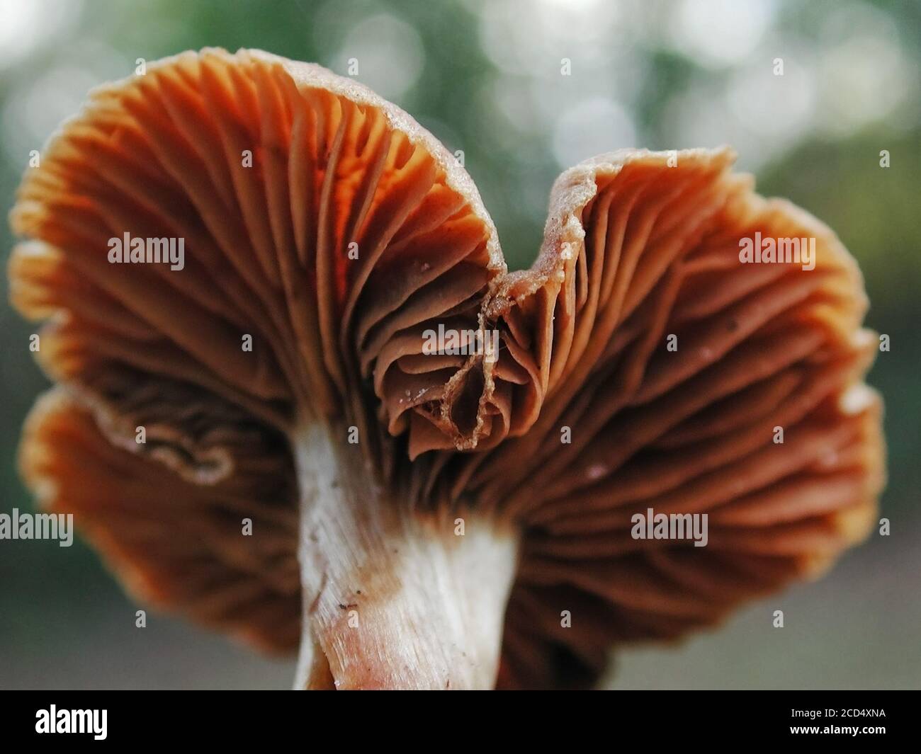 Mushrooms are a form of fungi found in natural settings around the world.  This one is found in a forested area of North Central Florida. Stock Photo