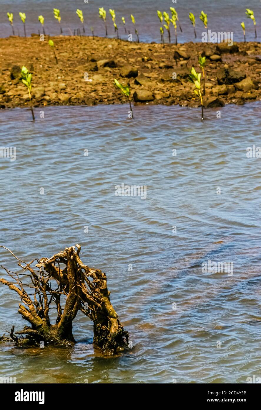 Root of a dying mangrove tree with new plants around a piece of land