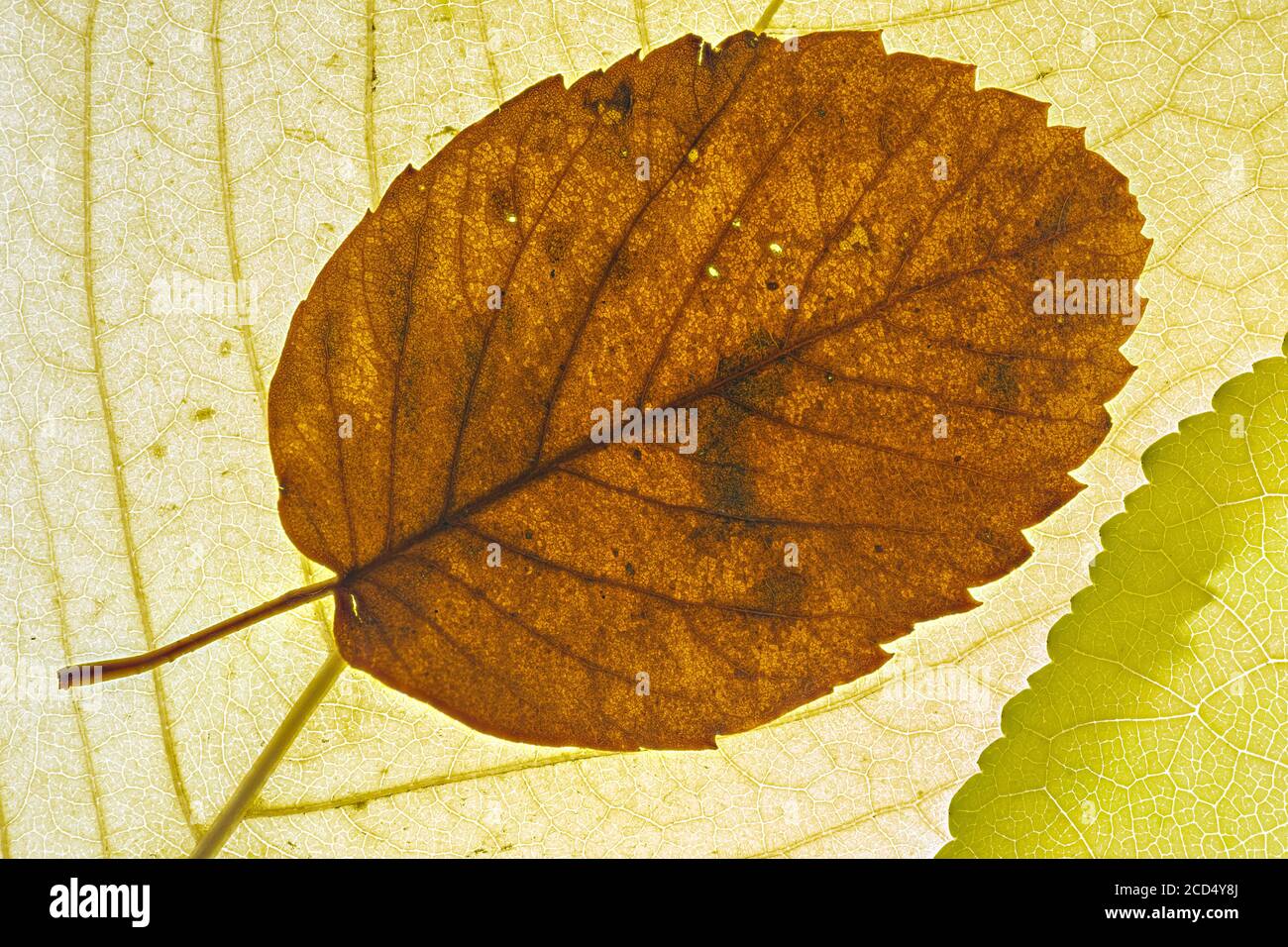 Autumn Leaves with Green and Brown Colors Stock Photo