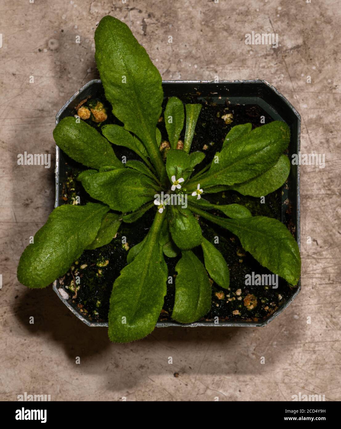 Thale Cress (Arabidopsis thaliana) Plant Starting to Flower Stock Photo