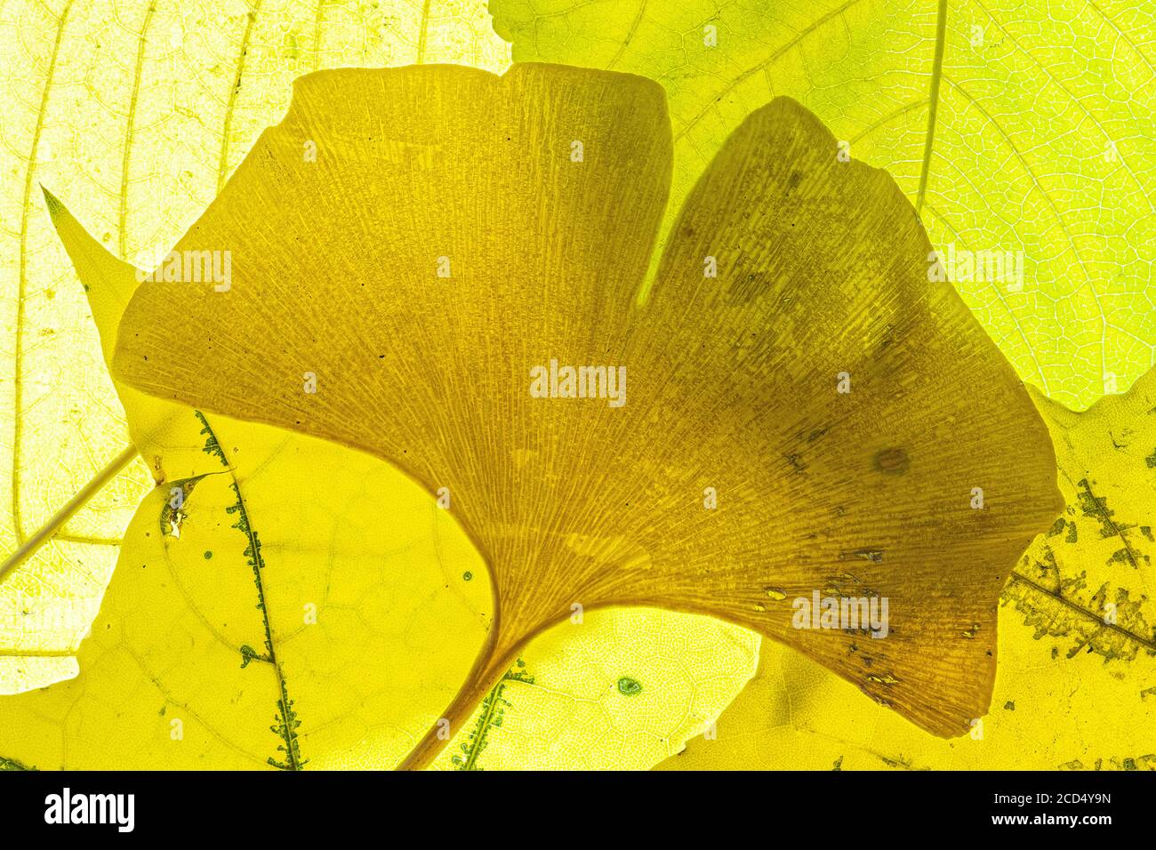 Autumn Ginkgo Leaf on Cherry and Maple Tree Leaves Stock Photo