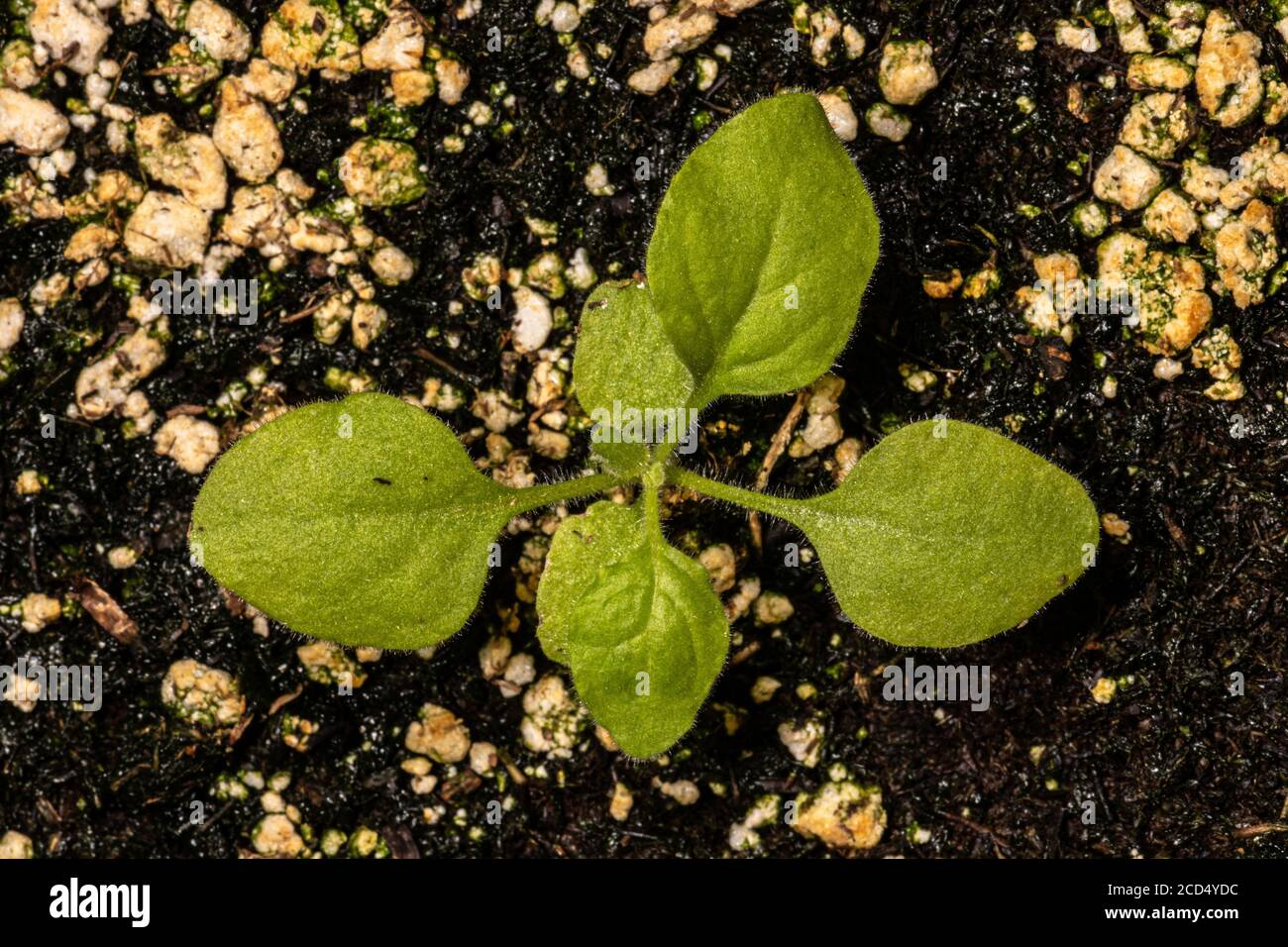 tobacco benthamiana Young Tobacco Plant (Nicotiana benthamiana Stock Photo tobacco benthamiana Young Tobacco Plant (Nicotiana benthamiana Stock Photo