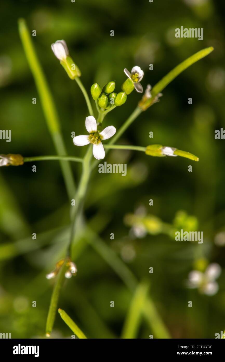 Flowers of Thale Cress (Arabidopsis thaliana) Stock Photo