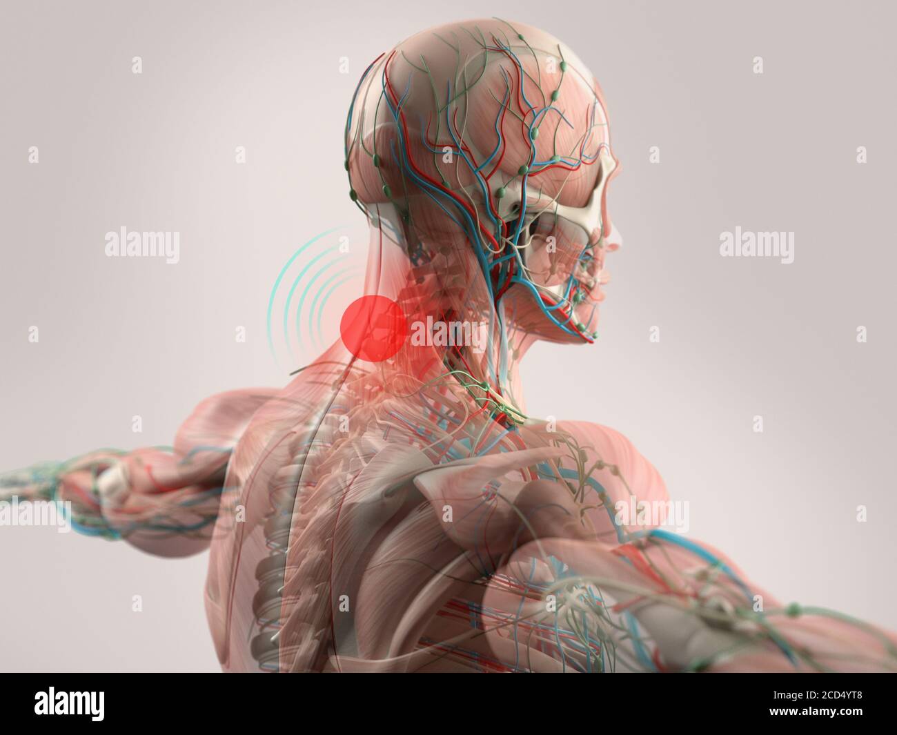 Human Anatomy Neck Pain Head Shoulders And Back Stock Photo Alamy