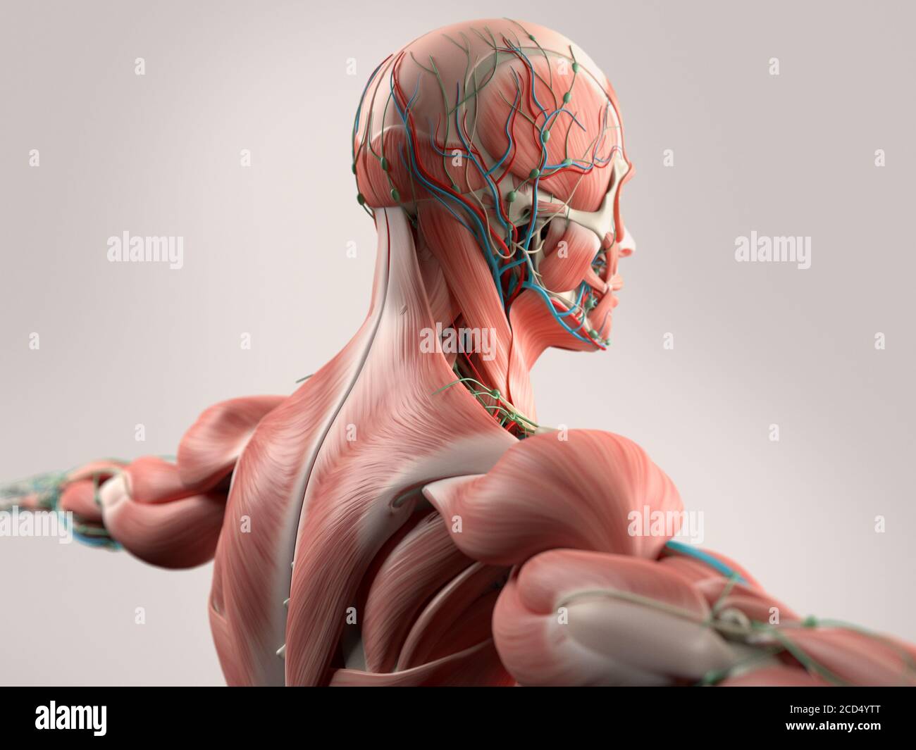 Human Anatomy Showing Face Head Shoulders And Back Muscular System Bone Structure And Vascular System Stock Photo Alamy Human Anatomy Showing Face Head Shoulders And Back Muscular System Bone Structure And Vascular System Stock Photo Alamy
