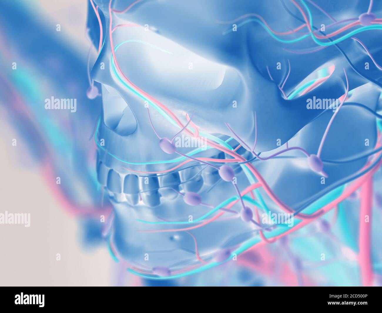Human anatomy skeleton. Detail of face,cheek bone. Bone structure, arteries, lymph nodes. Stock Photo