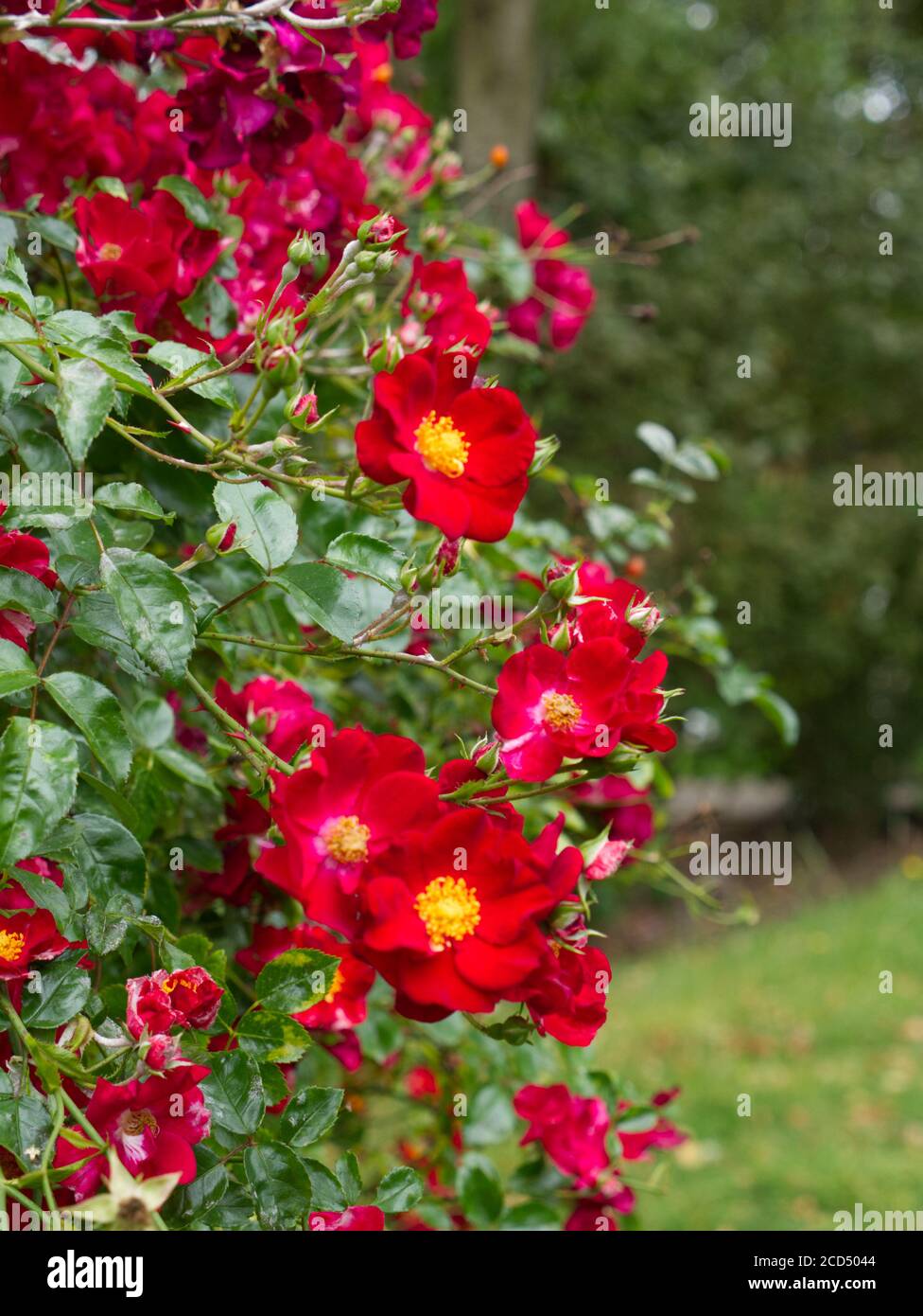 Red Alpine Rose. Rosa Pendulina. Drooping Rose. Vibrant Red. Rose Gardens. Hoop Lane Crematorium & Public Remembrance Gardens of Tranquility. London. Stock Photo