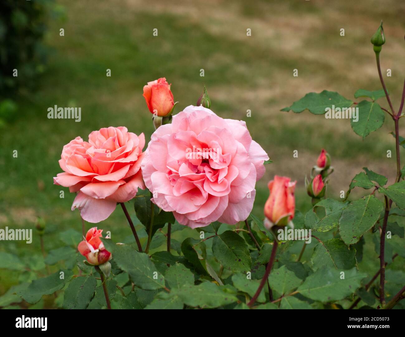 Rosa Chinensis. China Roses. Pink Rose petals. Pink & Orange petals. Romantic Roses.Hoop Lane Crematorium & Remembrance Gardens of Tranquility. London Stock Photo
