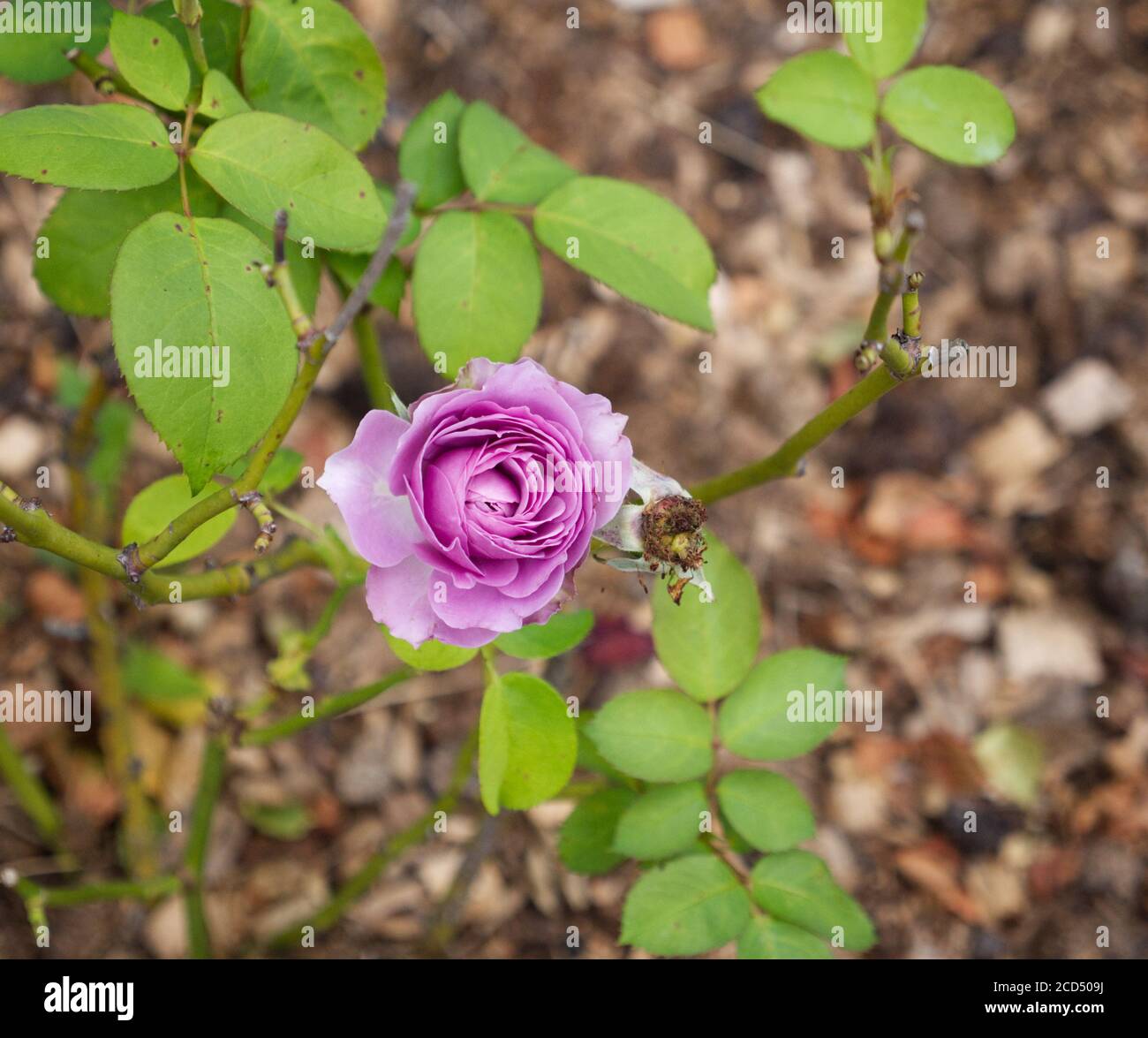 French Rose. Rosa Gallica. Purple Rose Petals. Roses. Rose Garden. Hoop ...