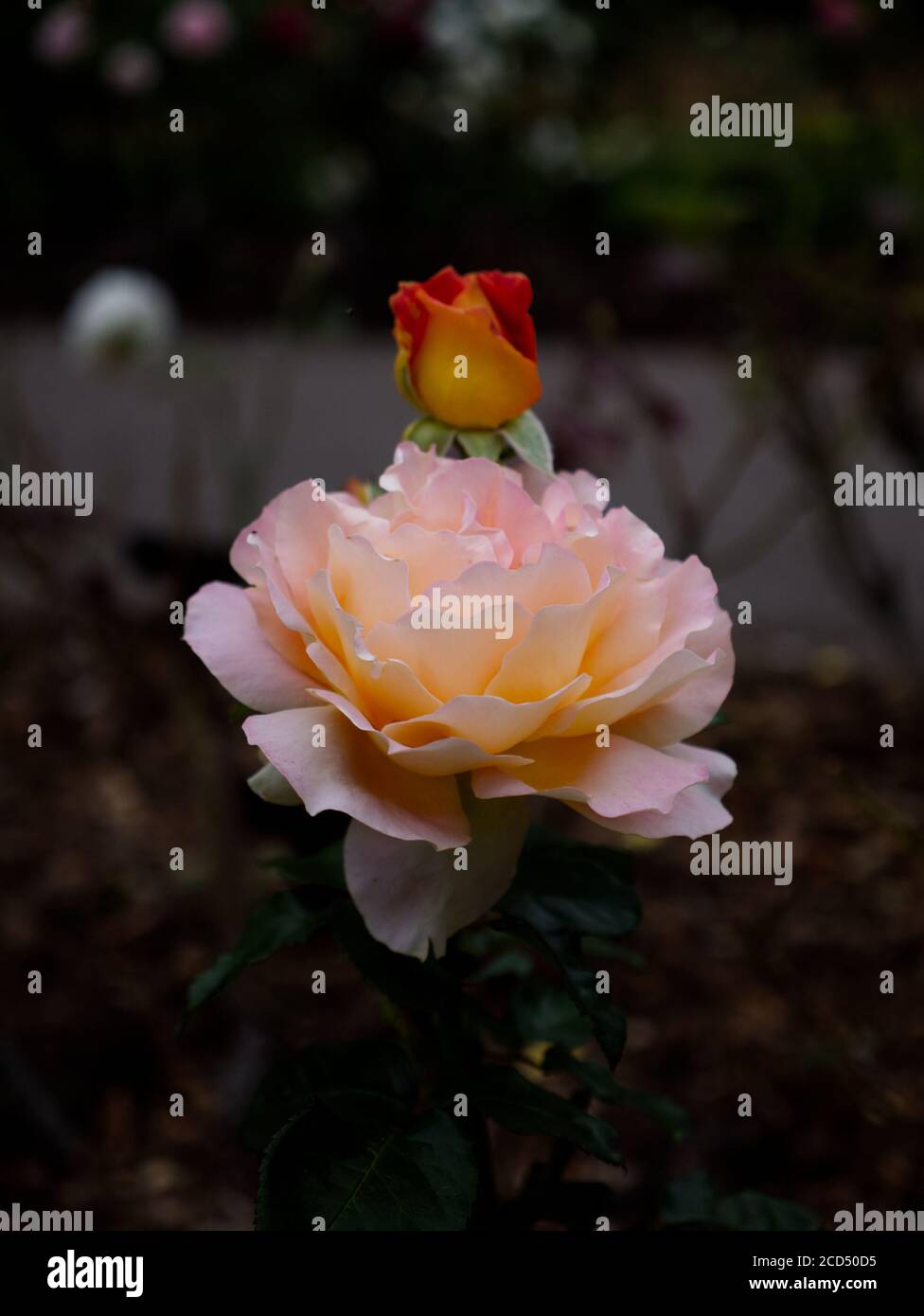 Rosa Chinensis. Orange China Roses. Orange Rose petals. Pink & Orange