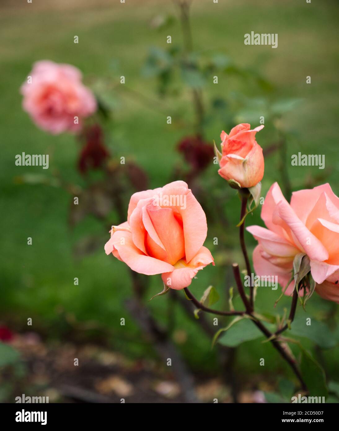 Rosa Hybrida, Peach Tea Rose. Tea Rose. Tea Rose Bushes. Rose Gardens