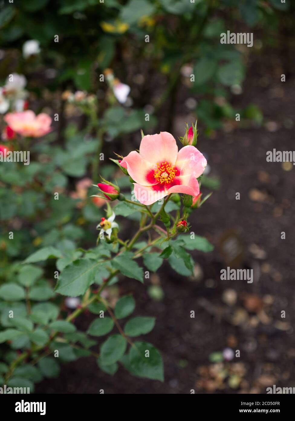 Vietnam Rose High Resolution Stock Photography And Images Alamy Vietnam Rose High Resolution Stock Photography And Images Alamy