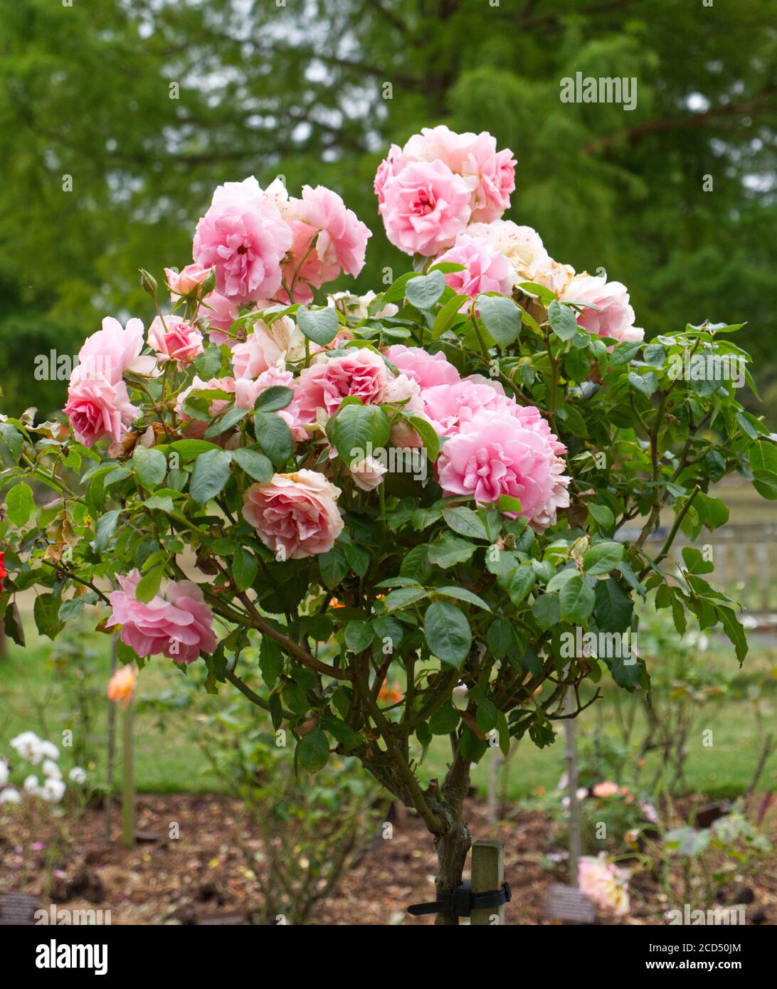 Rosa Chinensis. China Roses. Pink Rose petals. Pink & Orange petals ...