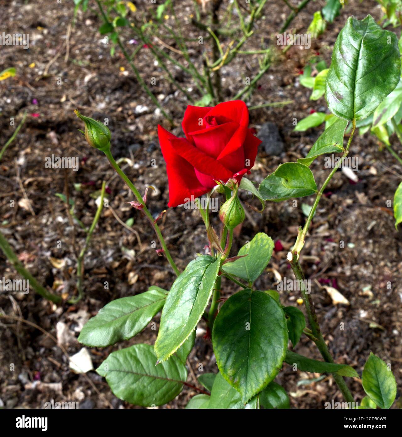 China roses deals