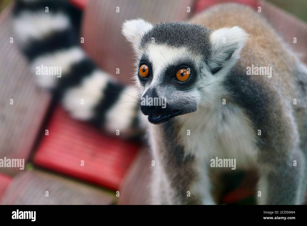 Lemur Stock Photo