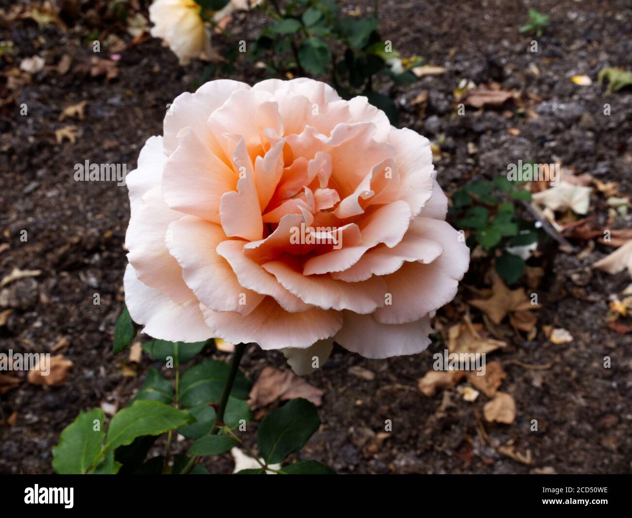 Rosa Chinensis. Orange China Roses. Orange Rose petals. Pink & Orange