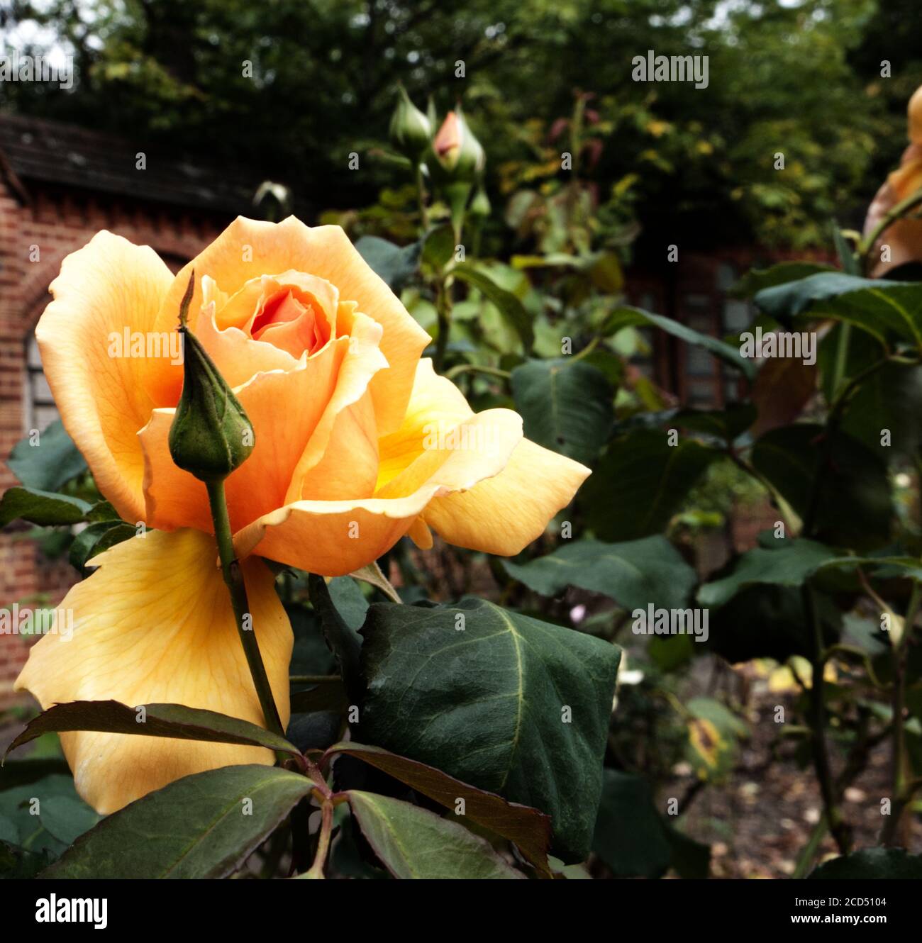 Rosa Chinensis. Orange China Roses. Orange Rose petals. Pink & Orange