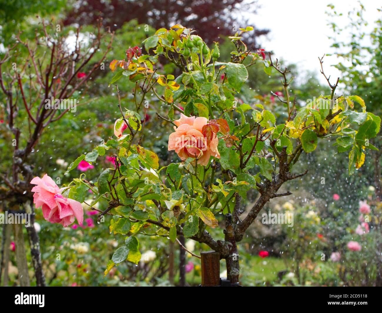 Rosa Hybrida, Peach Tea Rose. Tea Rose. Tea Rose Bushes. Rose Gardens. Rose Buds.  Hoop Lane Public Remembrance Gardens of Tranquility London. Stock Photo