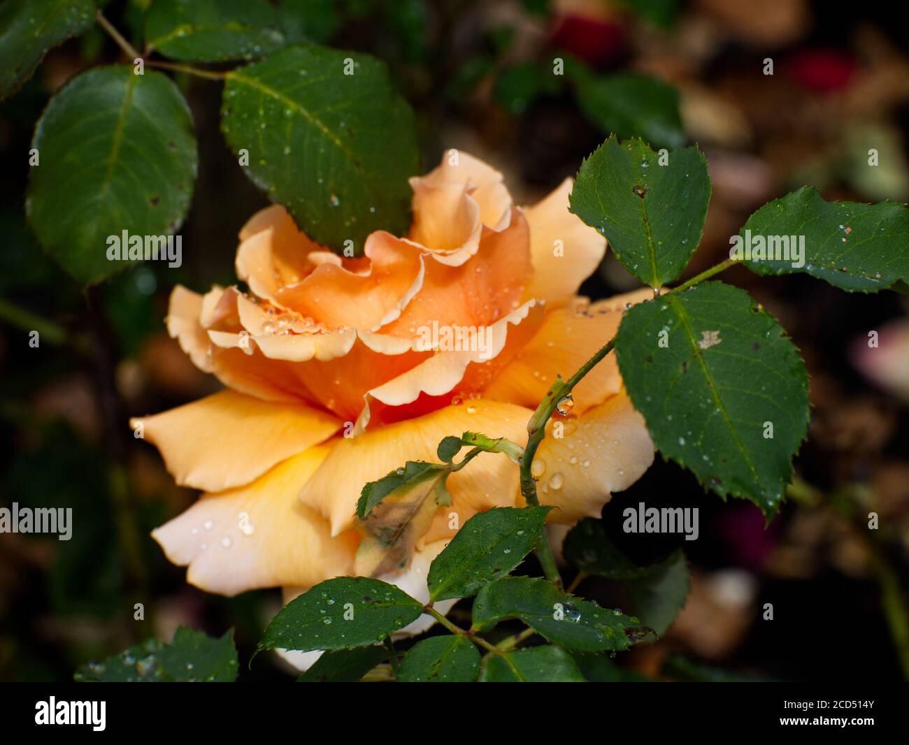 Yellow Tea Roses. Rosa Hybrida. Romantic Roses.Hoop Lane Crematorium & Remembrance Gardens of Tranquility and Respite. Golders Green, London, England. Stock Photo