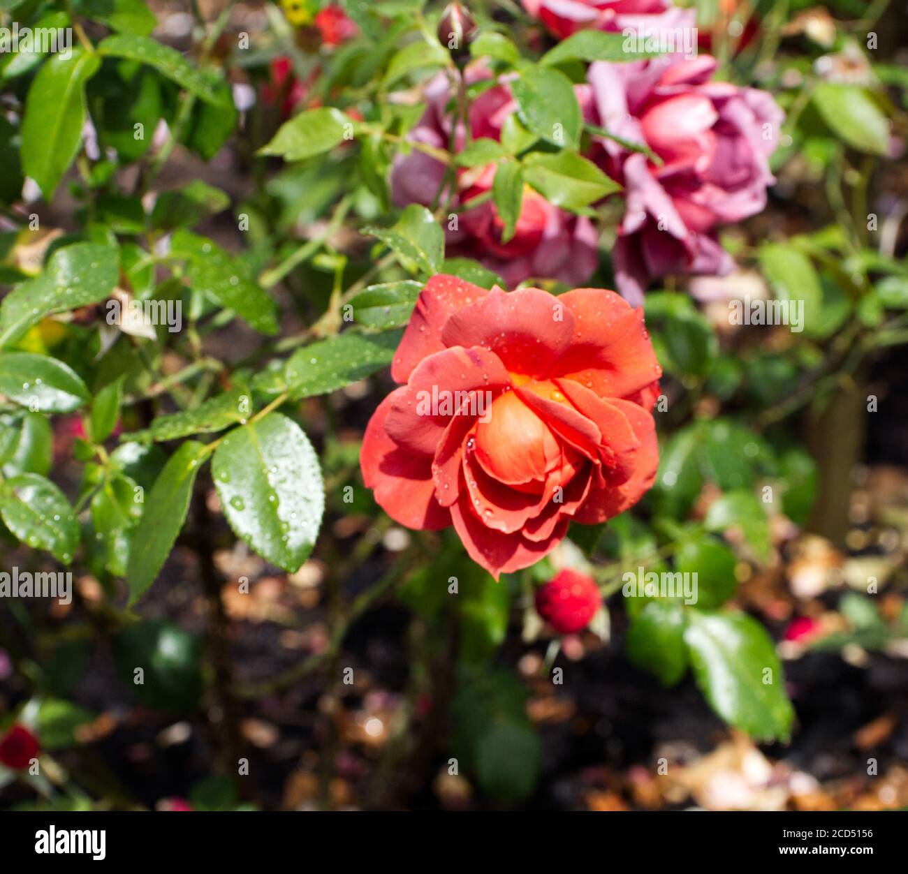 Rosa Chinensis. Orange China Roses. Orange Rose petals. Pink & Orange petals. Romantic Roses.Hoop Lane Remembrance Gardens of Tranquility. London Stock Photo