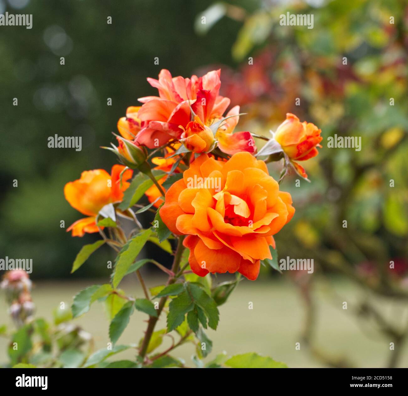 Orange Tea Roses. Rosa Hybrida. Romantic Roses.Hoop Lane Remembrance  Gardens of Tranquility and Respite. Golders Green, London, England Stock  Photo - Alamy