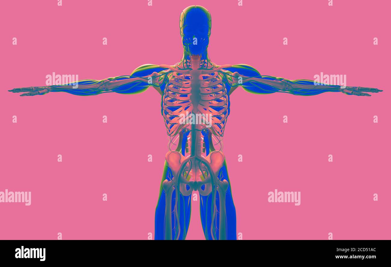 Human anatomy concept art, 3d illustration Stock Photo Alamy