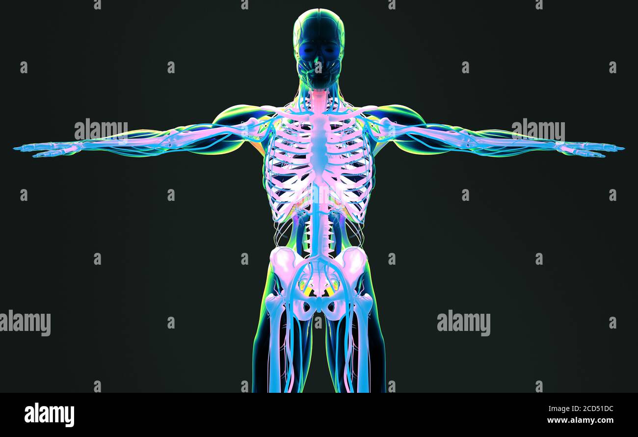 Human anatomy concept art, 3d illustration Stock Photo Alamy