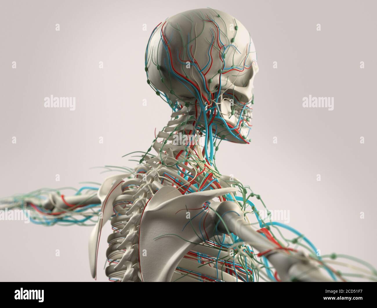 Human Anatomy Showing Face Head Shoulders And Back Muscular System Bone Structure And Vascular System Stock Photo Alamy