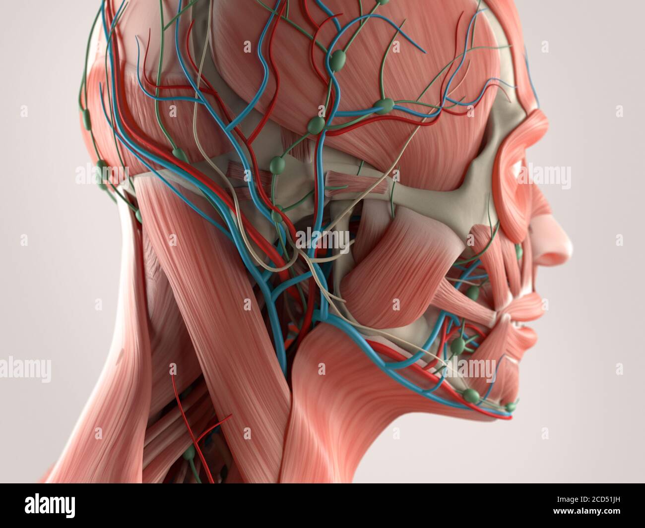 Human Anatomy Showing Face Head Shoulders And Back Muscular System Bone Structure And Vascular System Stock Photo Alamy