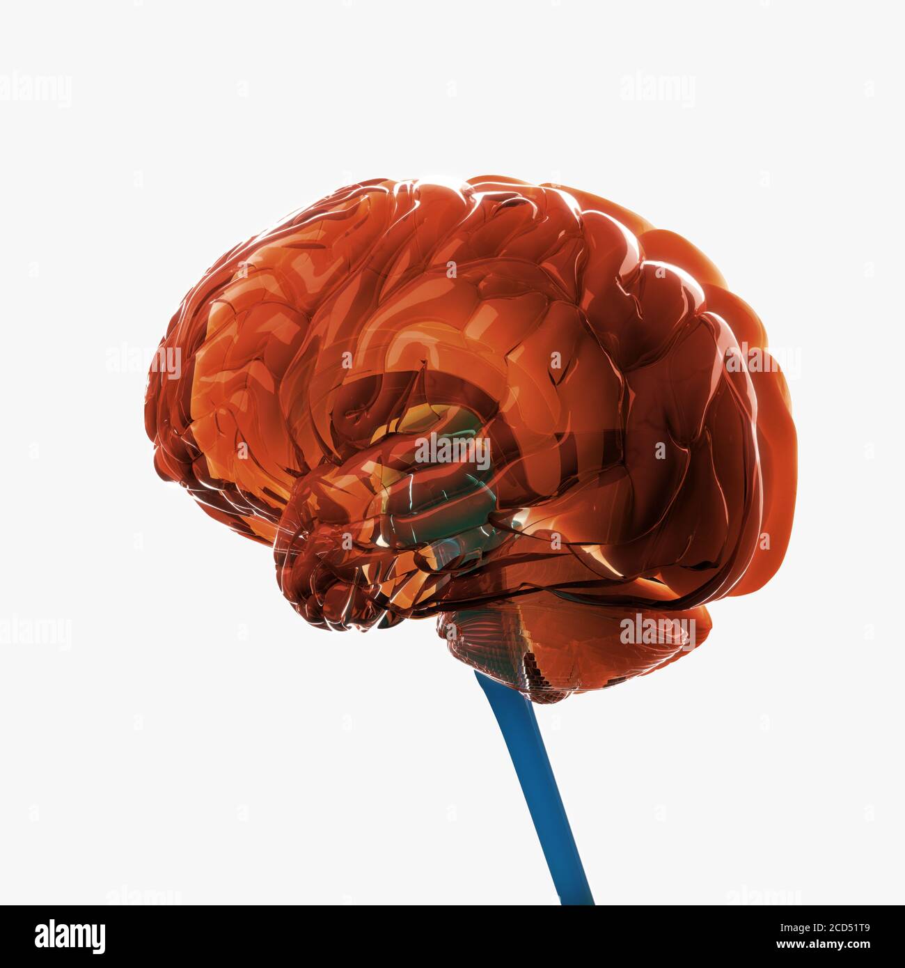 Anatomy illustration of the human brain, concept 3d illustration Stock ...