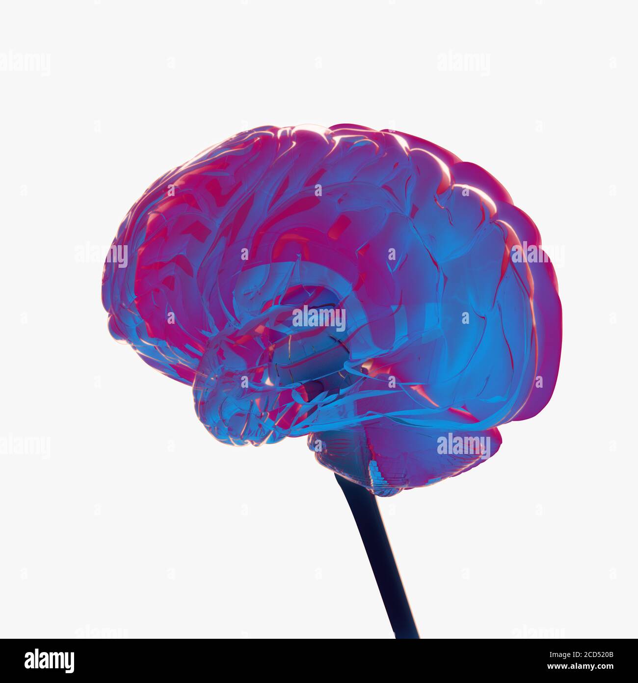 Anatomy illustration of the human brain, concept 3d illustration Stock ...
