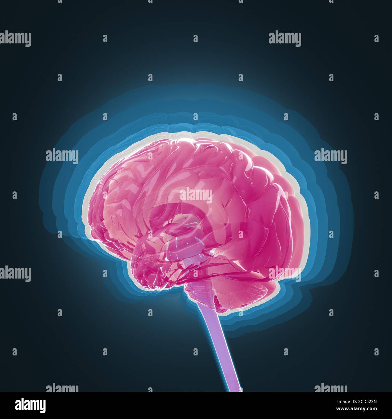 Anatomy illustration of the human brain, concept 3d illustration Stock ...