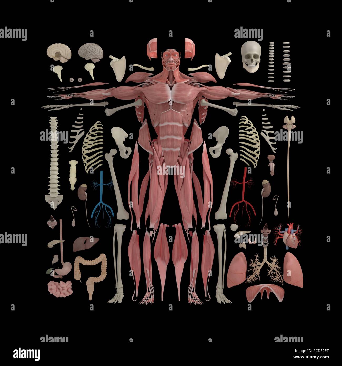 Anatomy illustration of human body parts exploded view flatlay 3D