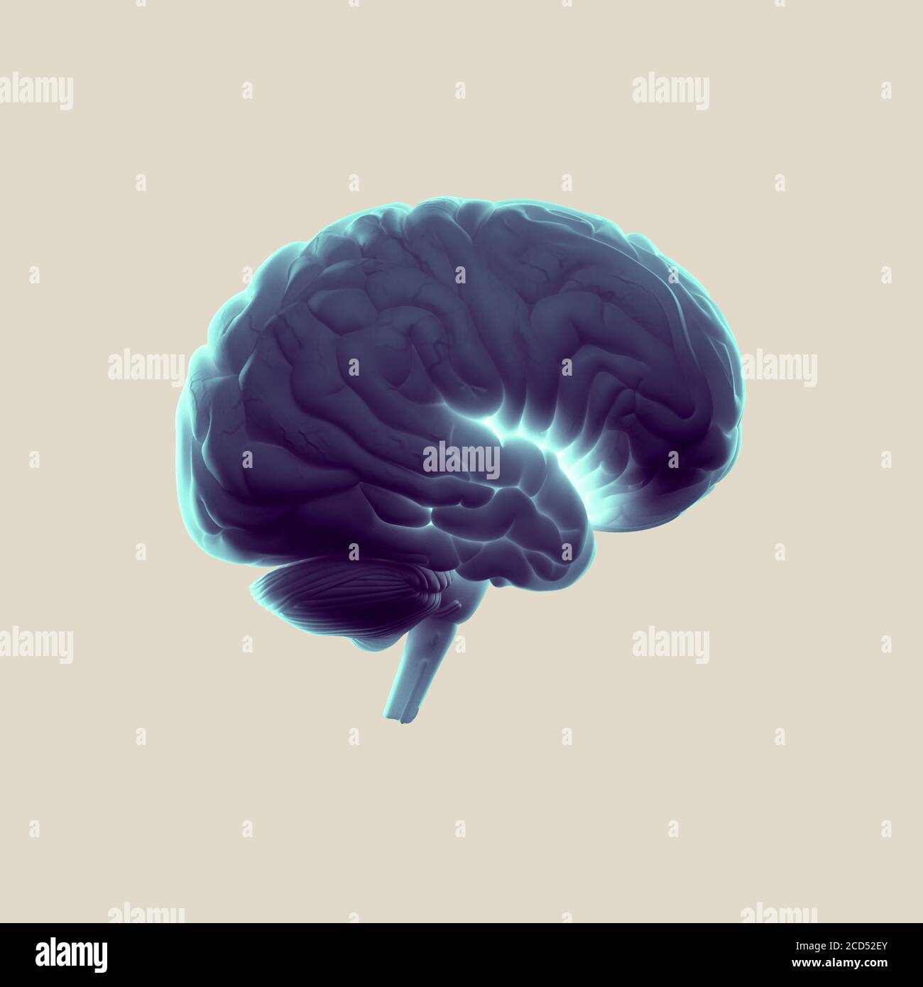 Anatomy illustration of the human brain, concept 3d illustration Stock ...