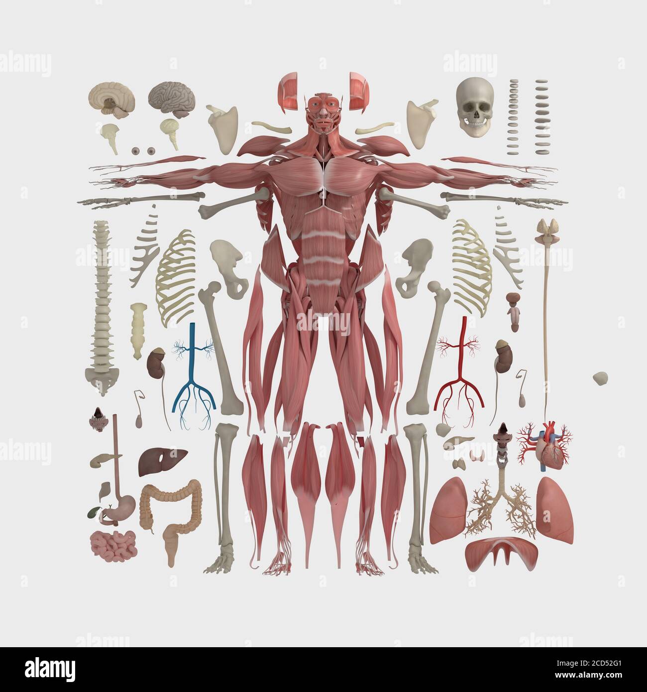 Humanoid Component Exploded View Image Result For Exploded View Drawing 351c Exploded View Truck Art