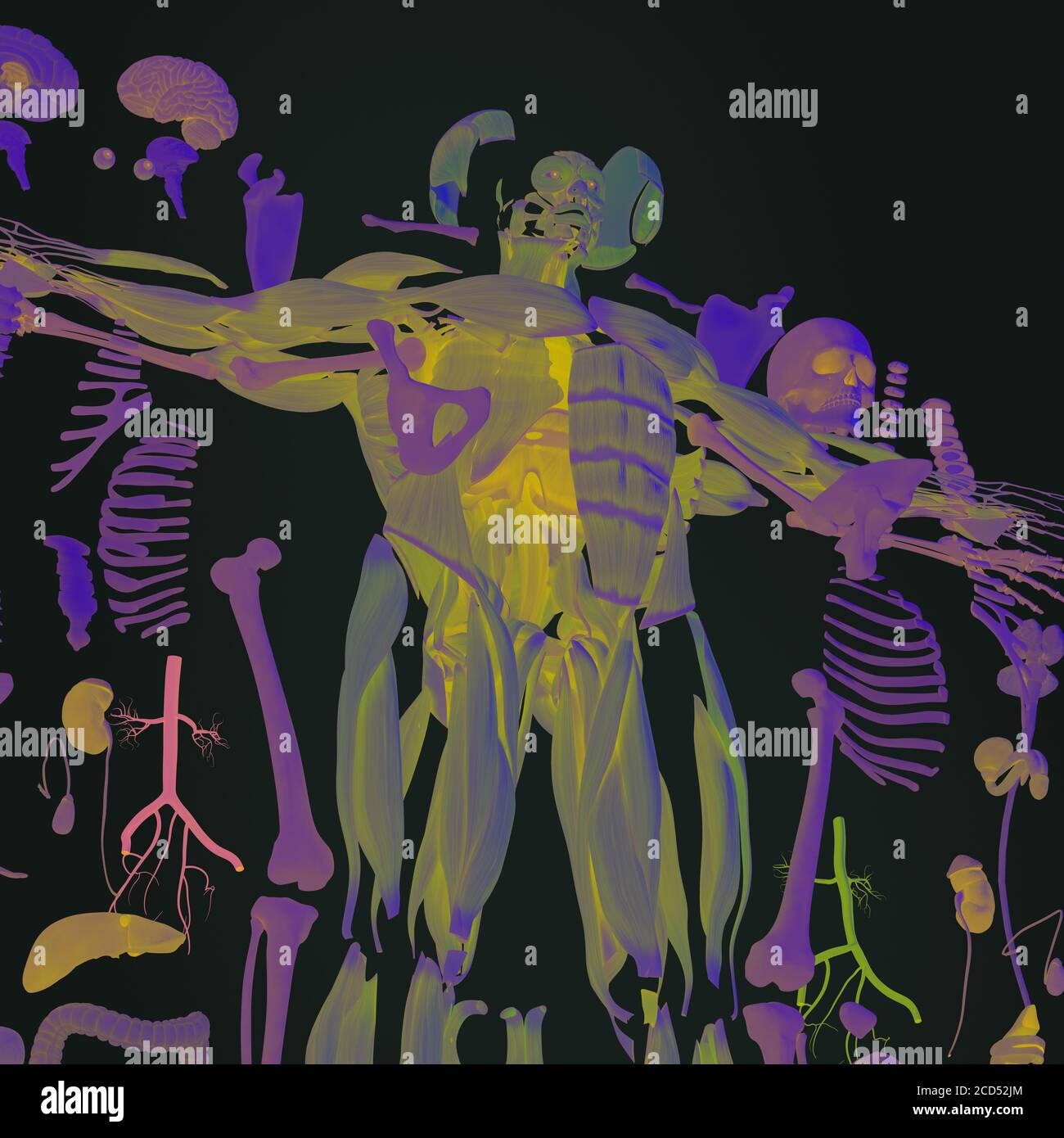 Anatomy illustration of human body parts exploded view flatlay 3D