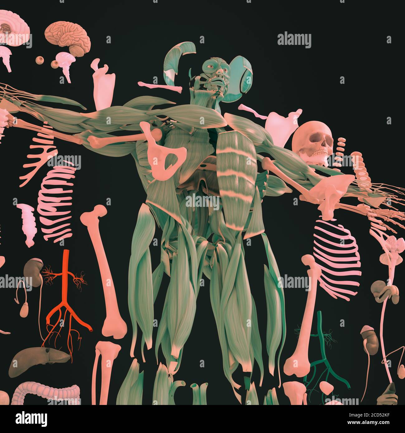 Anatomy illustration of human body parts exploded view flatlay 3D