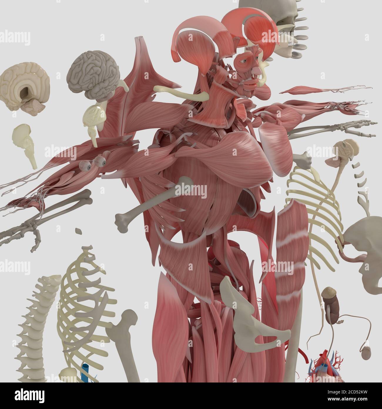 Anatomy illustration of human body parts exploded view flatlay 3D