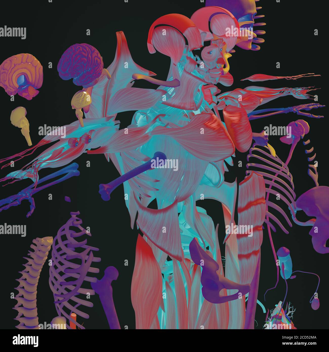 Anatomy illustration of human body parts exploded view flatlay 3D ...
