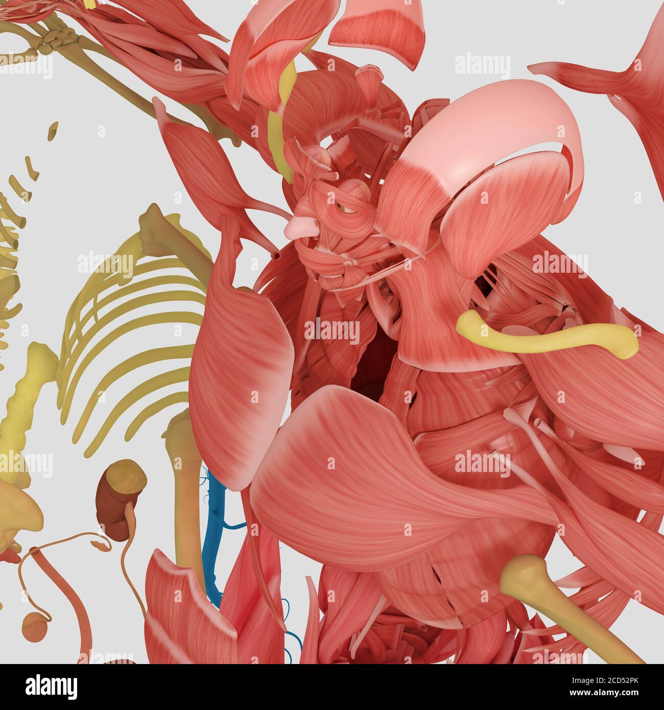 Anatomy illustration of human body parts exploded view flatlay 3D