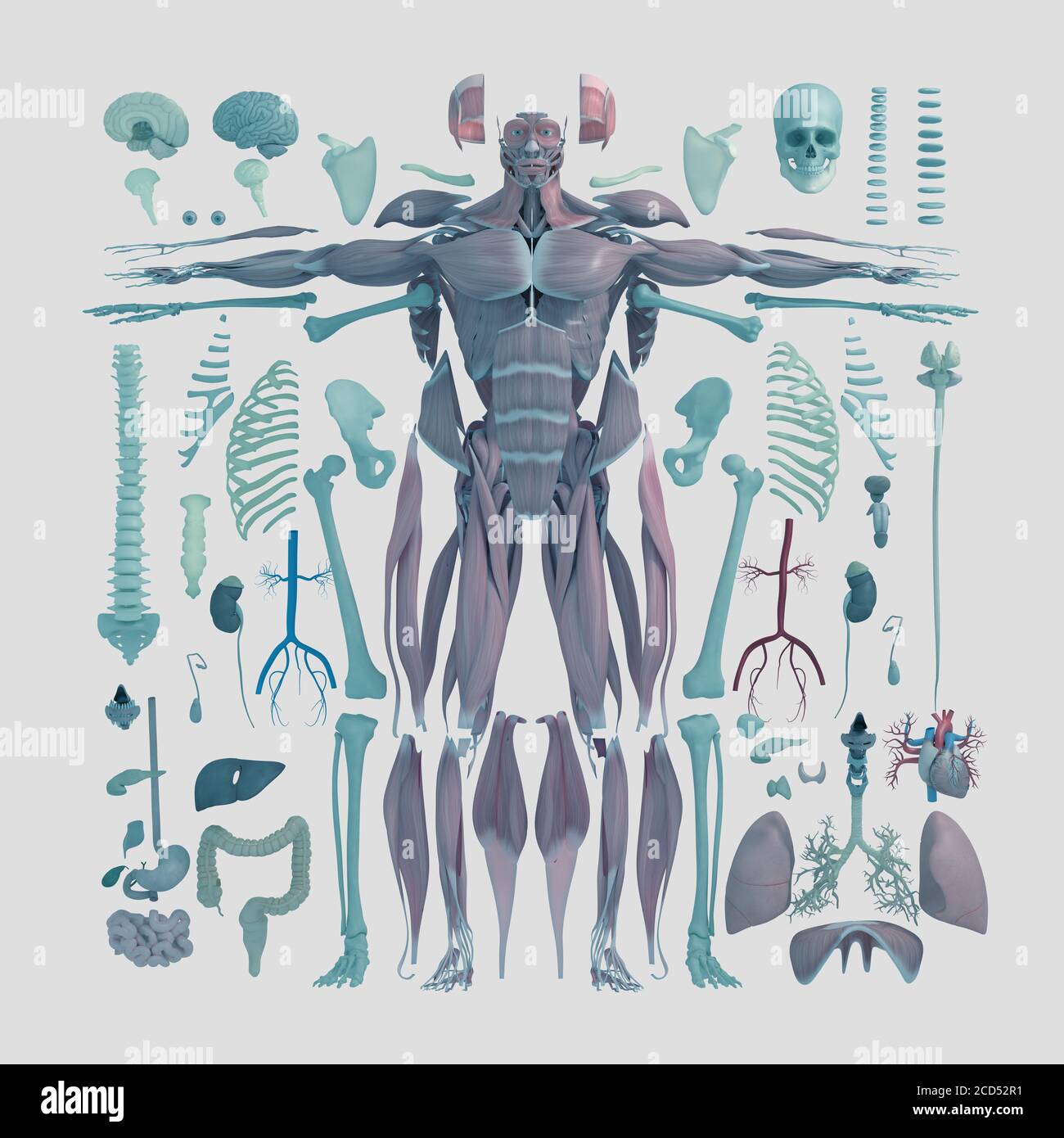 Anatomy illustration of human body parts exploded view flatlay 3D ...