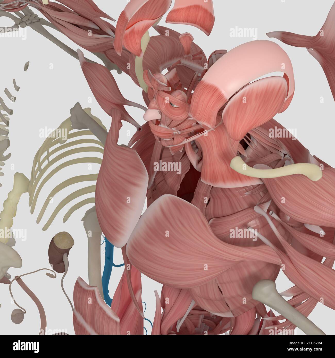 Anatomy illustration of human body parts exploded view flatlay 3D ...