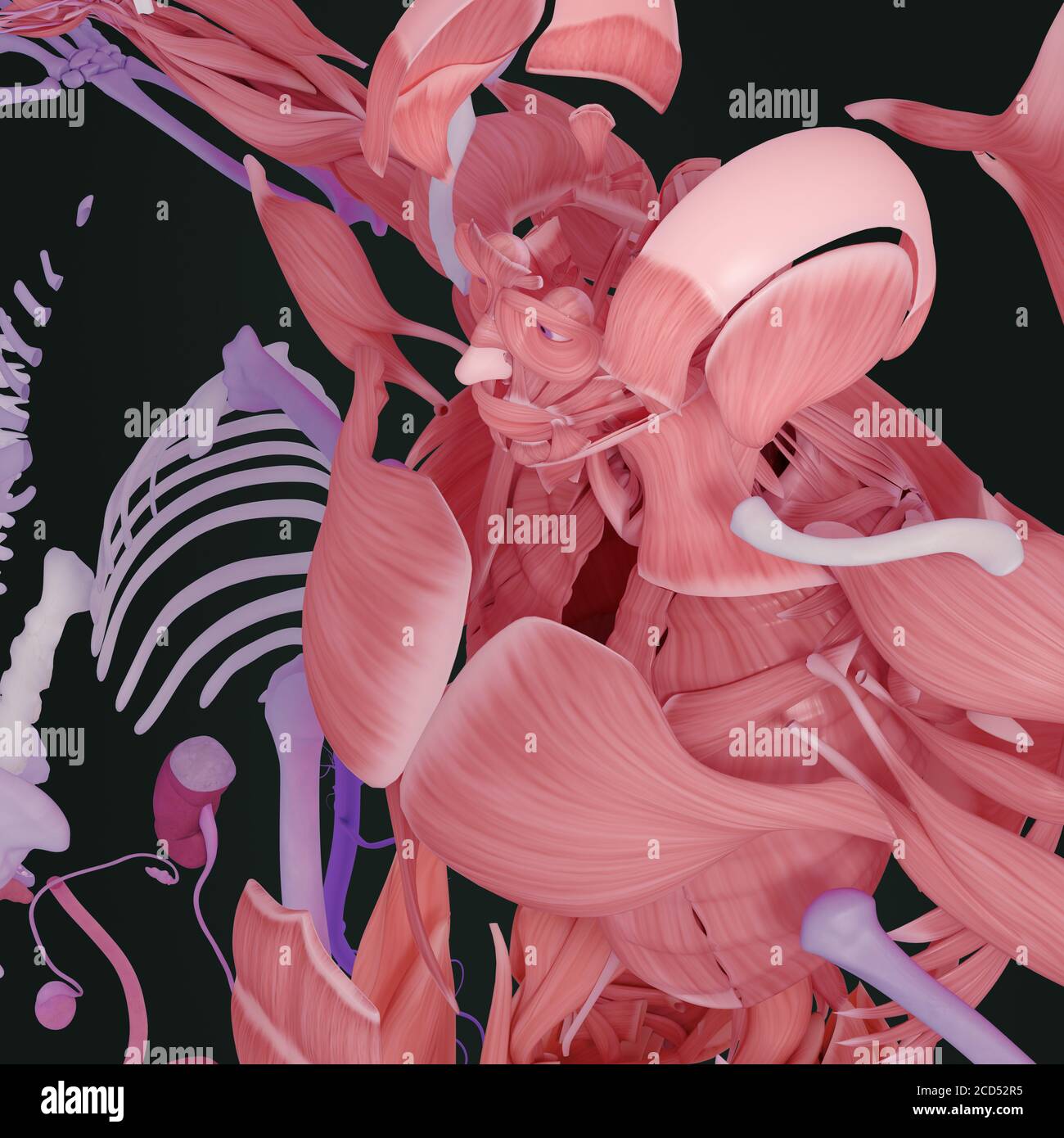 Anatomy illustration of human body parts exploded view flatlay 3D ...