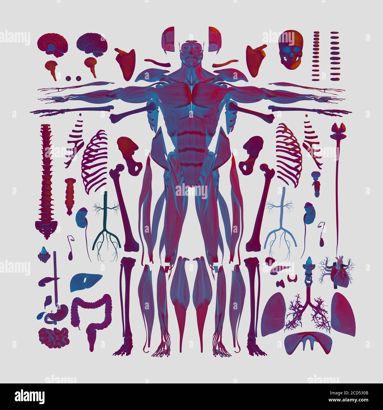 Anatomy illustration of human body parts exploded view flatlay 3D