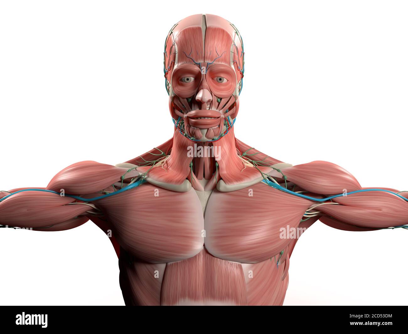 Human Anatomy Head Shoulders Torso Muscular System Vascular System Plain White Background On Flat Color Stock Photo Alamy